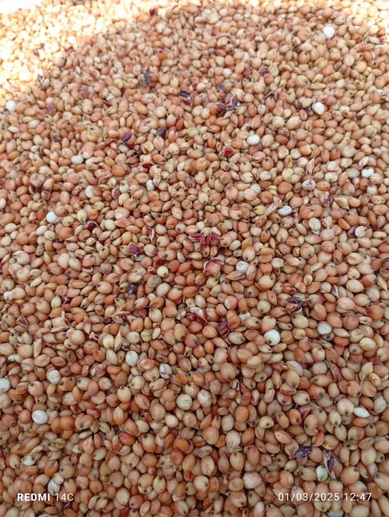 Guinea Corn (50kg)