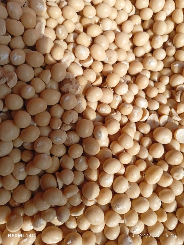 Bambara nut (50kg)